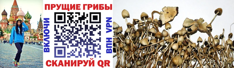 Псилоцибиновые грибы мицелий Купить Нестеров
